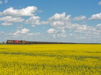 CP 851 (Thunder Bay-Sparwood) operating as a K53 (Broadview-Moose Jaw local) makes it's way west through the canola fields of Saskatchewan with UP7898, CP4446 and UP6845 up front for power. 