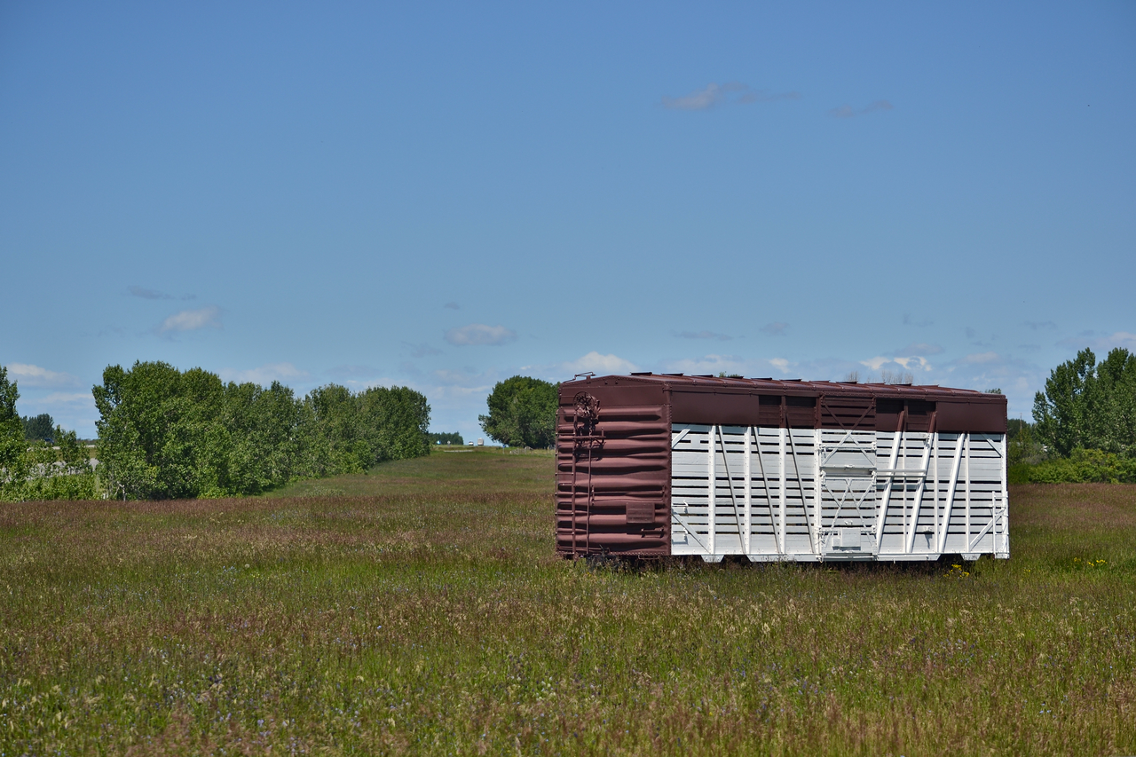 Well this is a first, driving to Aldersyde in hopes to catch a local wound up with zero results. Driving back along A2, noticing this lone ex Canadian Pacific cattle car in a field. Wound up that a local resident had restored an old Canadian Pacific station and buildings from the Southern Alberta area. An exert from the Okotok's website states 

"Champion Park was gifted by the Knowlton Family. Gerald L. Knowlton built the park as an homage to the CPR and as a family tribute to his mother, Faye, and father, Frederick (Ted) Knowlton – a CPR station agent who served in the town of Standard, Alberta for 42 years. The park was replicated after the train station and surroundings that his father operated.

Founded in 1979, Champion Park includes not only the land, but a lake, a restored CPR railway station from Champion, Alberta, a number of outbuildings, railway tracks, a 1960s era locomotive, a 1948 mail-express car, a 1929 Executive car (“The Saskatchewan”), display and rail cars, rolling stock as well as other period equipment and railway artifacts. The park is located 5 km northeast of Okotoks and 7 km north of Aldersyde on the east side of Highway 2 at the junction of 64 St. East and Township Road 210.

Its always a treat finding small hidden gems like this.
