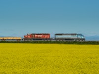 CMQ SD40-2F 9021 and CP SD40-2 5743 lead a ballast train north on the Aldersyde Sub passing one of the many canola fields in the area.