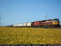 It's apparent that the soyabeans are getting ready to harvest as CP 7018 east, with train #140, rolls through the Essex County flatlands and passes by MP 88 of the CP Windsor Subdivision on a beautiful last day of Summer 2020.