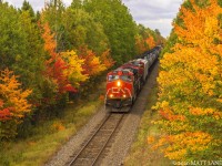 CN 2640 leads train 406 as they approach Petitcodiac, New Brunswick passing through some vibrant Fall colors. This year, Fall started about a week earlier than it normally does. Because of this, the colorful season stayed longer than normal, but most of the vibrant colors had died off earlier in the season. 