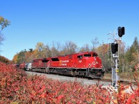  It's a beautiful fall day, bright sun and blue skies and a fairly busy on the CP line through here. The fourth train of the day sees SD70 ACu, CP 7007, rumble out of Campbellville as it heads its way south down the Hamilton sub approaching the Number 3 Side Road. The bright red sumacs in their full fall reds add plenty of colour to the area.