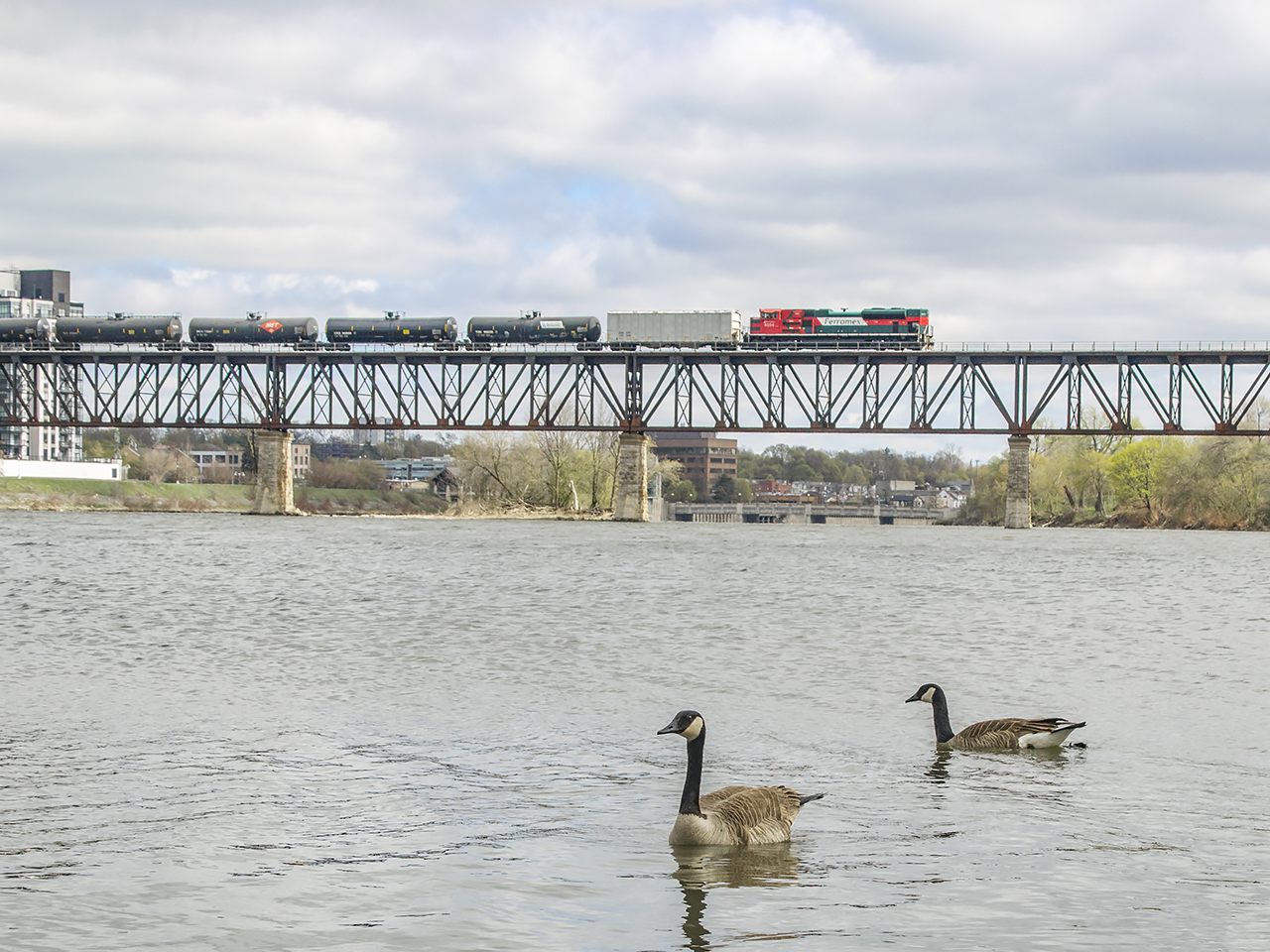 The sun came out for about a minute this afternoon shining down on Ferromex 4054 seen shoving on the tail of CP 650 crossing the Grand River at Galt.  The many Canada geese barely notice its presence, though they certainly noticed mine.