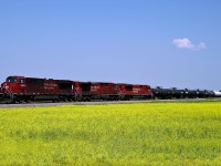 CP 8943 leads CP's mid day turn from Scotford to Edmonton past the canola fields in rural Stratcona County.