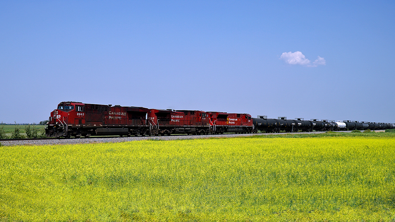 CP 8943 leads CP's mid day turn from Scotford to Edmonton past the canola fields in rural Stratcona County.