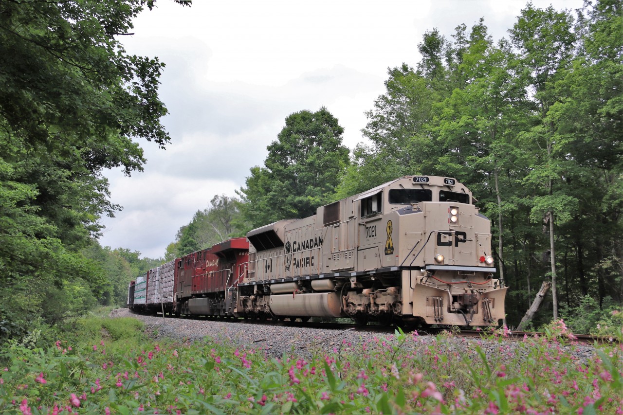 Once again CP7021, painted in its 'desert sand' paint scheme, leads CP 246 out of Guelph Junction on its south bound trip down the Hamilton sub. Its a beautiful location with the wild flowers in full bloom and makes for some nice added colour but between the bumble bees, raspberry canes and the mosquitoes, you will know you have been in there.