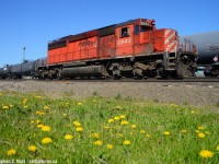 I'm posting this on yet another dark, dreary, cold fall day in hopes that it may warm us all up. Sunshine, dandelions, and the whine of a SD40-2's turbo which usually whips people up into a frenzy when they appear on any Class 1. In this picture the SD is running around their work train while an Ethanol train passes westbound on the north mainline. Winter's still to come , but at least with it comes the sunshine. Not much longer boyos :)