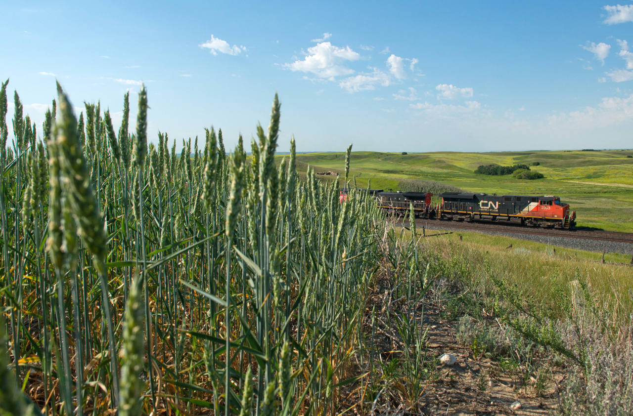 Here is one that is comforting to look at on a cold winter day.  It is 09:28 on July 21st and this X411 is already the 6th train I've shot on this fine summer morning. Wheat and Canola are quite evident in the fields around Keppel  and there is so much glorious sun being absorbed that one can practically stand there and watch them grow.  But there is no time for that as I would end up shooting 19 more trains through the area before sundown. Good times.