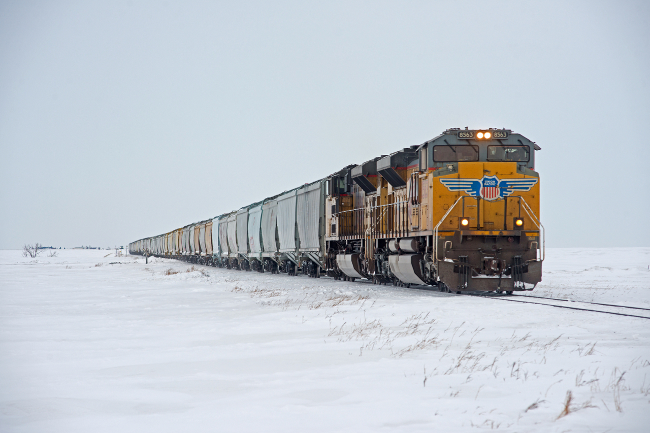 UP 8563 and 8599 lead the second half of a loaded grain train over the last few miles of the CP Lanigan Subdivision into Regina.  No "pusher" engine was available at Craven today which likely contributed to this train stalling on the hill. I certainly wasn't complaining though as it made a movement that would have otherwise happened under darkness, repeat it's self in daylight. Now if only the sun had been out.