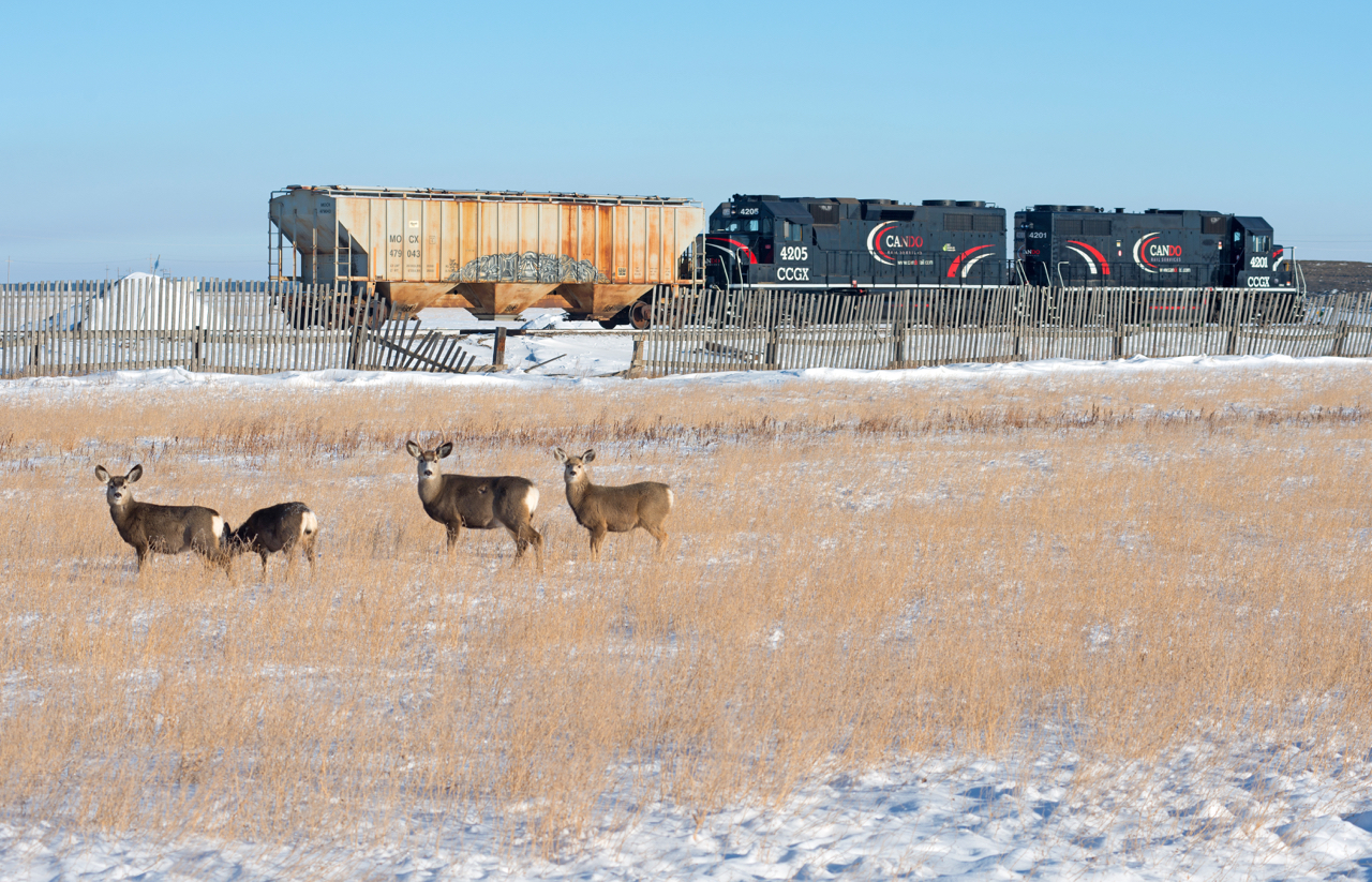Some of the locals don't seem too interested in the CANDO power that switches the Mosaic potash mine just north of Belle Plaine Saskatchewan.  Oh well, I guess when you just see the same units every day anything can become boring.