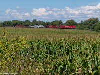 A troubled CP 420 passes through one of the few remaining cornfields left in the fast-growing urban hellscape known as Vaughan. The conductor on this train apparently had thrown his knee out from some slack at Bolton and would need to be picked up by an ambulance before the train made it to Toronto.