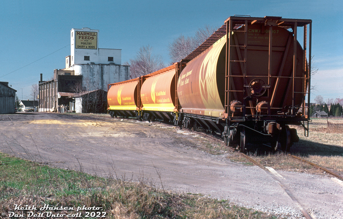 Canadian Wheat Board covered hopper CNWX 100807 sits with two very new CNWX 390000-series "Single Wheat Sheaf" cars on the siding to the Marmill Feeds mill in downtown Markham, opposite the station and CN's Uxbridge Subdivision. Scenes like this hearken to times not too long ago when areas like Markham were rural communities rather than bedroom commuter suburbs of the GTA. Farmers would come into town with their haul of grain to drop off at the local town elevator, that would in turn load it into strings of boxcars or covered hoppers spotted on the siding for transport to domestic market customers or the ports for export.

Today instead of farmers bringing grain downtown, commuters flock in from the neighbourhoods that were once farmer's fields. Marmill Feeds would last into the mid-late 90's before the mill and other buildings on this property were cleared for a housing development and more GO Transit commuter parking. A nearby street bears the name "Marmill Way", hinting at the area's past.

Keith Hansen photo, Dan Dell'Unto collection slide.