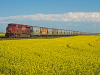 With a fresh Sutherland crew aboard, CP train 602 is seen departing the north end of Regina on the Lanigan Subdivision. A thunder storm brewing to the south and bright yellow canola in the forgoing make up for the all too standard power.   