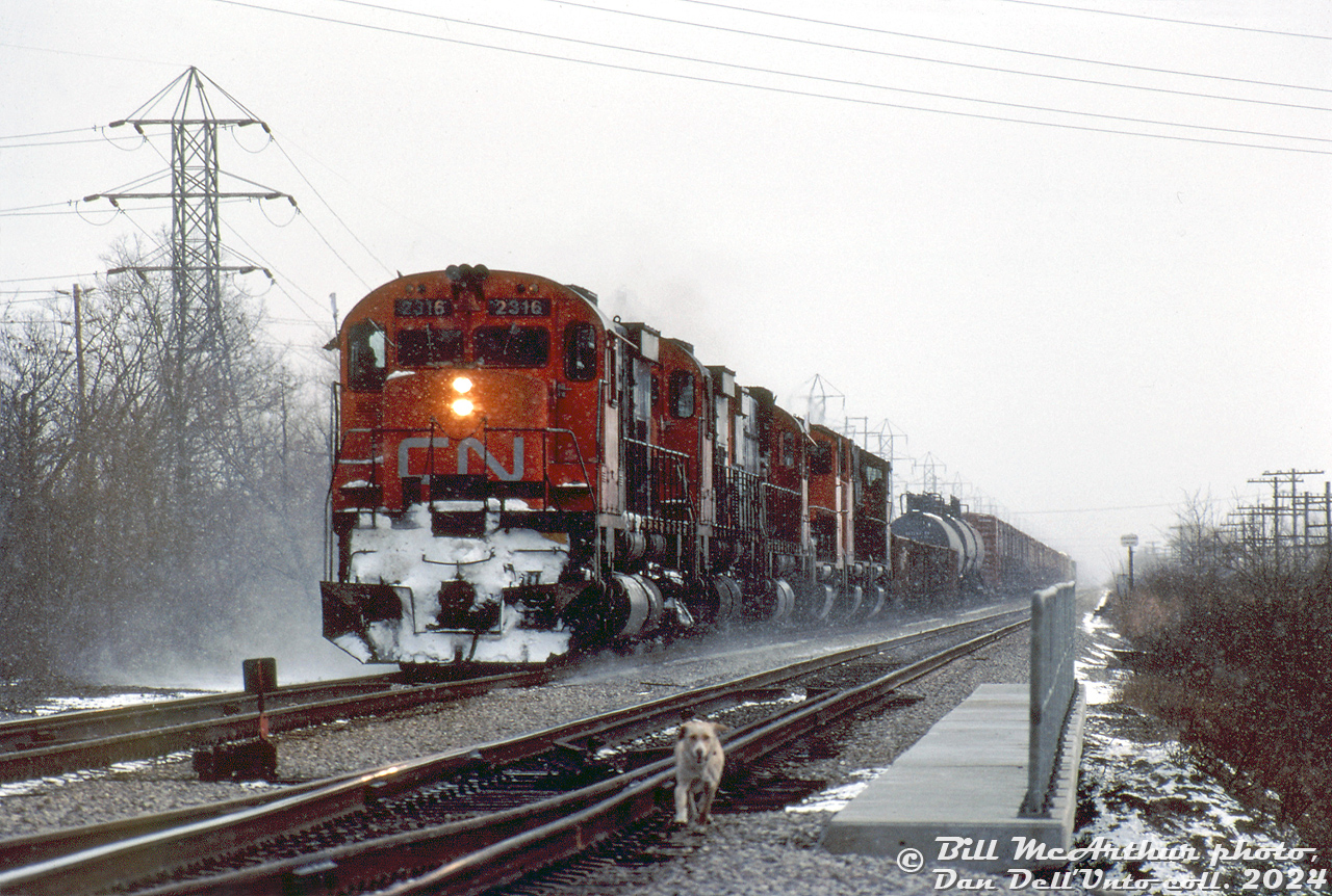 Dashing through the falling snow and kicking up a trail of the white stuff behind, CN M636 2316 leads a sister M636, a C630M, and some GP40 widecabs on train #432, heading timetable west on the Grimsby Sub bearing down on Battlefield Creek (near Lake Avenue North) in Stoney Creek.

An errant dog, possibly belonging to the photographer Bill McArthur (or another spectator present) heads the same way, likely wise or scared enough of the barking MLW and GMD power rapidly advancing to make a hasty retreat back to their owner.

Bill McArthur photo, Dan Dell'Unto collection slide.