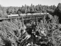 By far, the most significant bridge on Crown Zellerbach’s log-haul railway from Nanaimo Lakes to Ladysmith was the one over the Nanaimo River at mileage 8.0 from Ladysmith, and about 3.1 km (as a raven flies) upstream from Cassidy on the TransCanada Highway, with a history as part of an earlier Wellington Collieries line from Extension to Oyster Harbour (renamed to Ladysmith).  That bridge frequently attracted my cameras, from many angles, first with ALCo RS-3 4097 (ex D&H 4117) then with MLW RS-3 8427 (ex CP 8427), with one questionable-sanity very tall tree perch on the south bank that allowed capturing the full bridge right down to the water.

<p>A 50 mm lens on a 35 mm camera worked okay, but was a bit tight; purchasing a Pentax 6x7 camera with 105 mm normal and slightly wide-angle 90 mm lenses opened up possibilities.  A first trial with the 90 mm lens and the second CZ loaded weekday run worked well at 1124 PDT, so the first trip and nearer the summer solstice for best lighting was tried, with this result on Tri-X film at 0755 PDT on Thursday 1981-06-25.

<p>Thus greatly encouraged, I returned on Wednesday July 1, 1981, with Vericolor film for a 6x7 cm colour positive version at 0814 PDT, but to my everlasting dismay, that roll of film was the only one I ever lost in a professional photo finishing lab.  Mr. Murphy won that round!

<p>By the time I learned that sad fact, the CZ operation was shut down (a forest industry strike, I believe) and did not restart until the morning lighting for the first trip was no longer there.  Then in February 1982, I relocated to CP’s near-new Coquitlam Locomotive Facility in Port Coquitlam, and did not get back to Ladysmith until long after 1985-06-20 when that bridge (mainly the trestle part directly under 8427 in the photo) burned extensively which resulted in permanent shutdown of that railway.