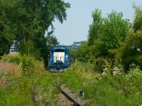 The vegetation is thick on and near the tracks as CN 500 spots grain cars at Ardent Mills.