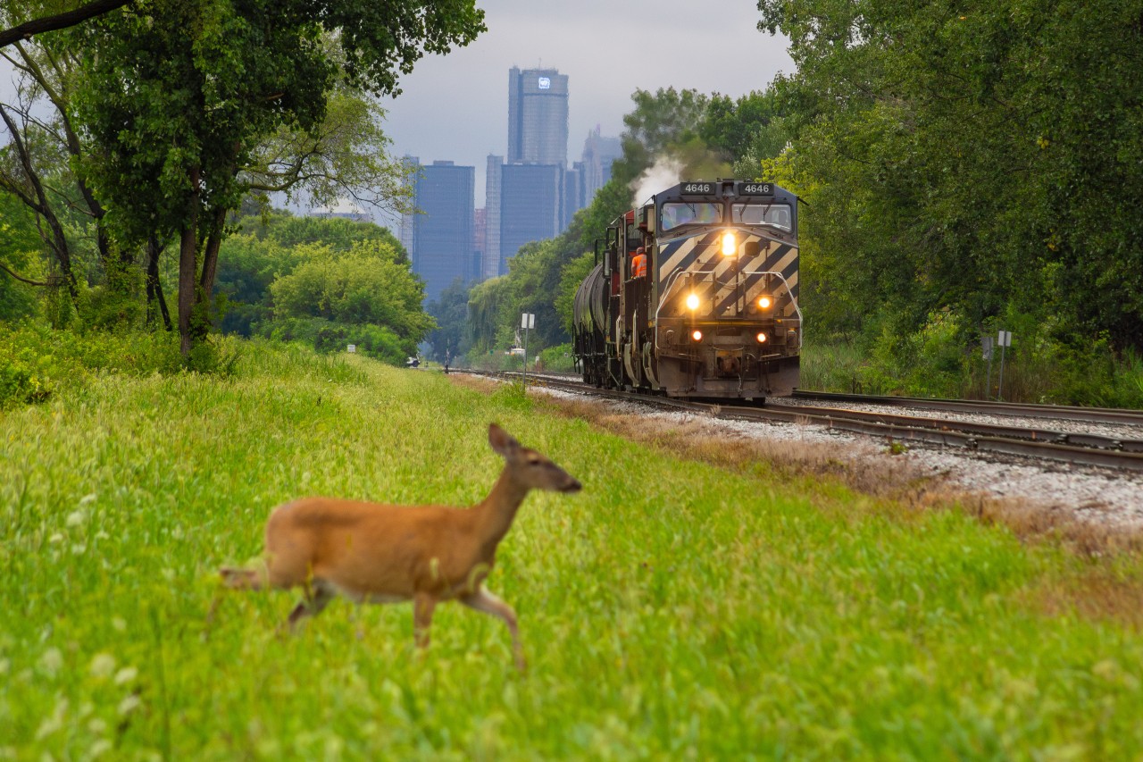 Well...not something you see everyday on the Chatham sub, BCOL 4646! I mean, the deer of course... ????