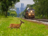 Well...not something you see everyday on the Chatham sub, BCOL 4646! I mean, the deer of course... ????