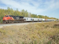 There's a reason they're called "grain drags"...G81551 struggles up the grade to Carvel behind ET44AC 3105 and mid-train DPU 3279. Doing about 15 mph with 150 loads (0 empties, 20,772 tons, 8790 feet), it's going to be a long trip to the summit of Yellowhead Pass!