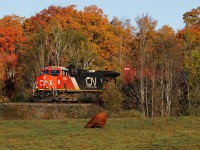 Extensive research has confirmed that cows have no interest in trains.....