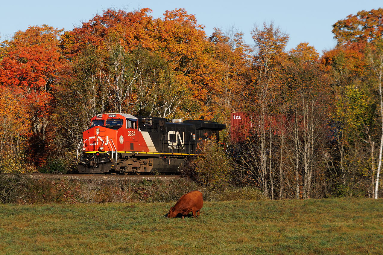 Extensive research has confirmed that cows have no interest in trains.....