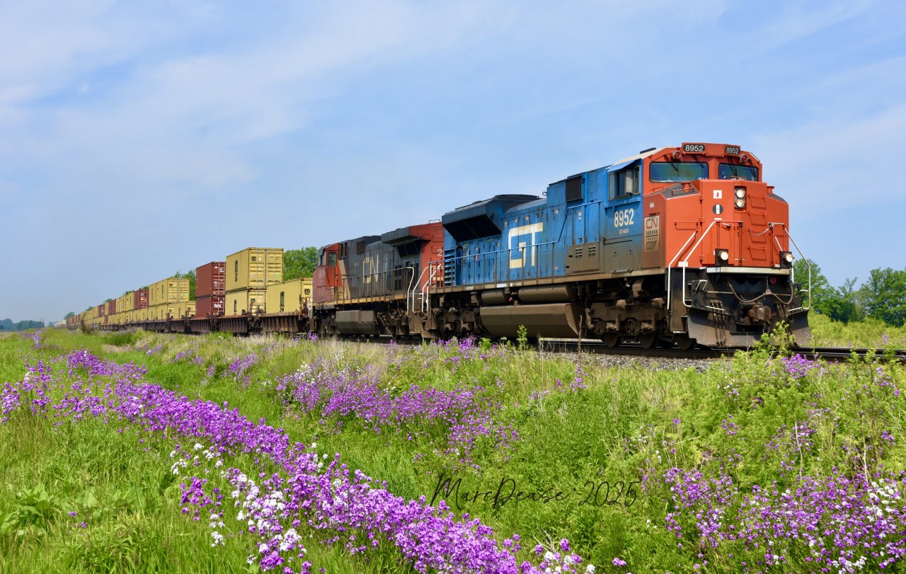 GTW Heritage unit CN 8952 leads train 148 east out of Sarnia, ON., with the annual Dames Rocket in full bloom.