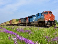 GTW Heritage unit CN 8952 leads train 148 east out of Sarnia, ON., with the annual Dames Rocket in full bloom.