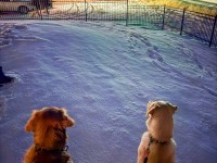 Four legged railfans love the Holiday Train too 