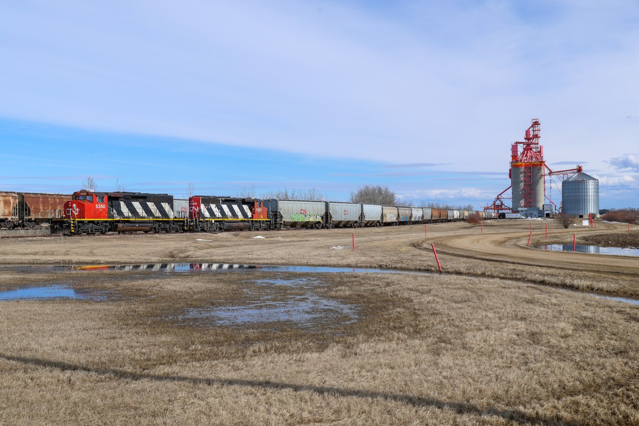 Reminiscent of the grain peddlers of the past, CN 5350 and 5305 finish spotting the Morinville Pioneer elevator on the Westlock Sub. After spotting the 98 cars, L 52151 18 will carry on north to Westlock with 67 empties for WTI.