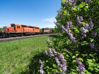 The lavender is blooming in the township of Caledon, and with the arrival of Spring comes the prevalence of work trains on the CP Rail system... Here at Palgrave we see welded rail train 4WMA approaching Hunsden Sideroad on the main after laying ribbon rail along the Mactier Sub in a couple of spots.