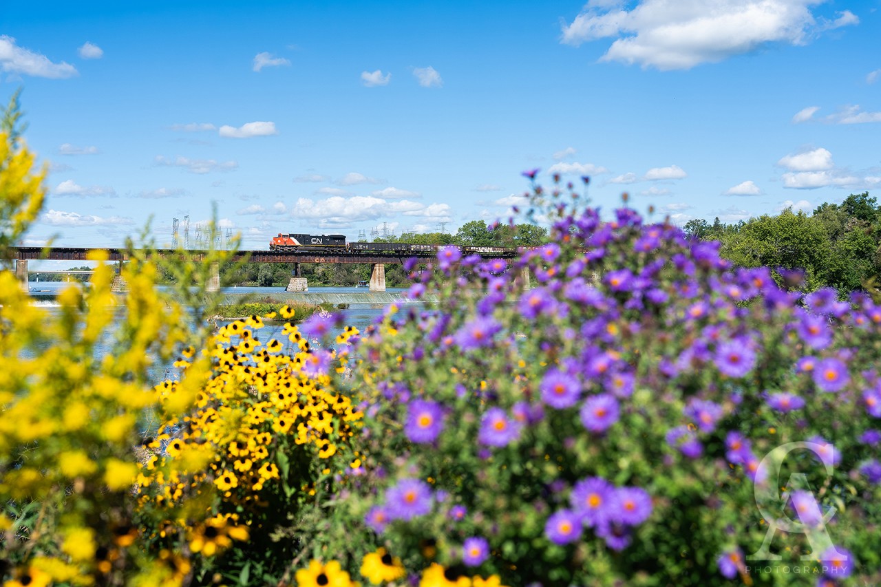CN U708 crosses the Grand River in Caledonia, Ontario on the bucolic Hagersville Subdivision. No.708 is an empty slab train that originated in Toledo, Ohio off the CSX, and is bound for loading at the Stelco steel mill in Nanticoke, eighteen miles to the south.