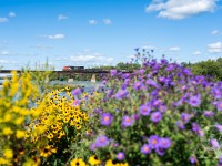 CN U708 crosses the Grand River in Caledonia, Ontario on the bucolic Hagersville Subdivision. No.708 is an empty slab train that originated in Toledo, Ohio off the CSX, and is bound for loading at the Stelco steel mill in Nanticoke, eighteen miles to the south.