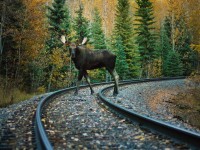 Another railfan waits for a train with me. Gave me the 'moose in the headlights' look for about 30 seconds, and left. 3 days before our moose draw!