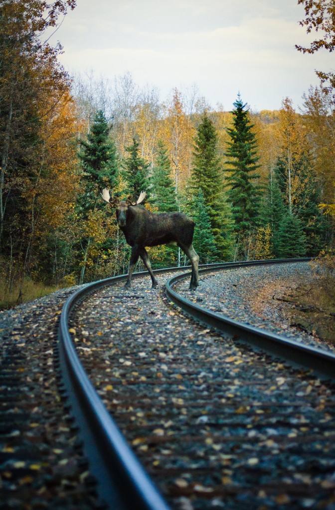 Another railfan waits for a train with me. Gave me the 'moose in the headlights' look for about 30 seconds, and left. 3 days before our moose draw!